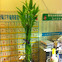 Bamboo