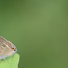 Pea Blue Butterfly