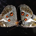 Borboleta