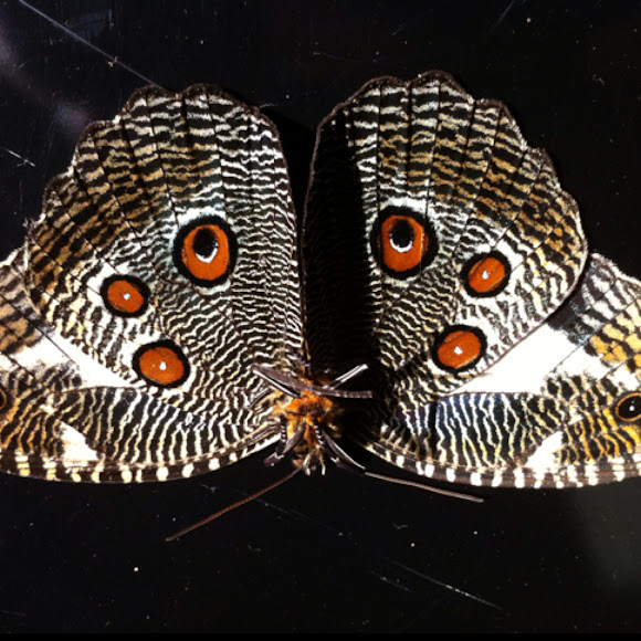 Spotting Image 1