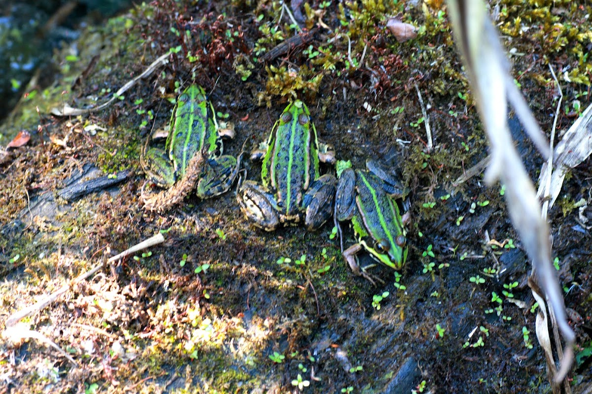 meerkikker / grote groene kikker (Pelophylax ridibundus)