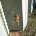 European Garden Spider