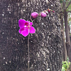 orchid