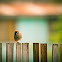 Eurasian tree sparrow