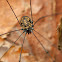 Harvestman Arachnid