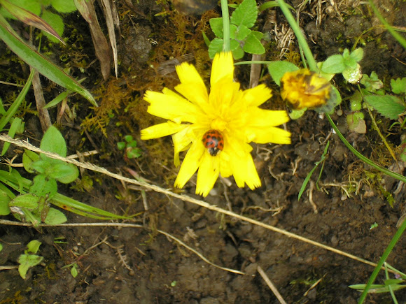Spotting Image 1