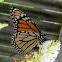Monarch butterfly