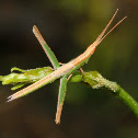 Grasshopper