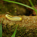 Elm Sawfly