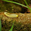 Elm Sawfly