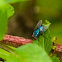 Oriental Latrine Fly