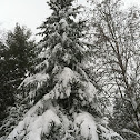 Red spruce