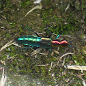 Rove beetle