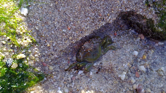 Spotting Image 1