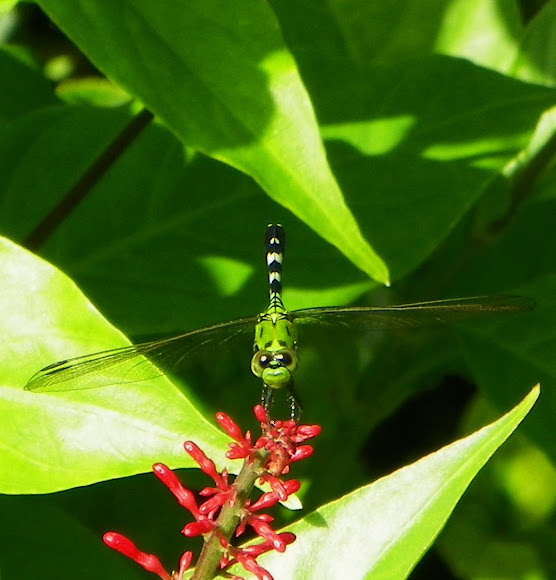 Spotting Image 1