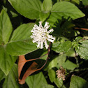 Snow Squarestem