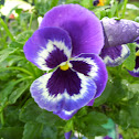 Pansy or Viola