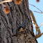 White-breasted Nuthatch