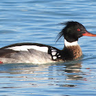 Red-breasted Merganser (Male)
