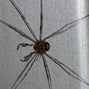Strekpoot (Dicranopalpus ramosus)