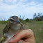 Red-eyed Vireo