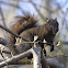 Eastern Gray Squirrel, female, melanistic