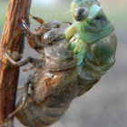 cicada
