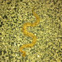 Osage copperhead