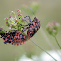 Striped-bug - kněžice páskovaná