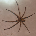 huntsman spider