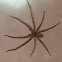 huntsman spider