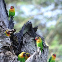 Yellow-collared Lovebird
