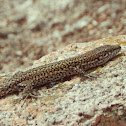 Bocage's Wall Lizard
