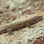 Bocage's Wall Lizard