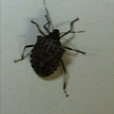 Stinkbug