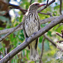 Olive-backed Oriole