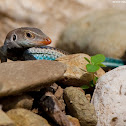 Blue-tailed Ameiva