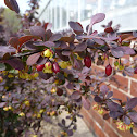 Japanese barberry