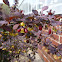 Japanese barberry