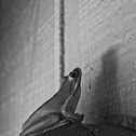 Tree Frog