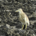 Indian Pond Heron