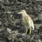 Indian Pond Heron