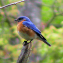 Eastern Bluebird