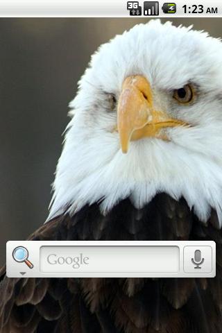 Bald Eagles Live Wallpaper