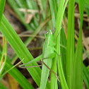 Grasshopper