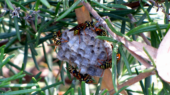 Spotting Image 1