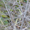Green Vine Snake?