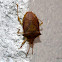 Waldwächter (Stink bug)