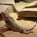 central (or inland) bearded dragon