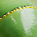 Monarch Butterfly Chrysalis